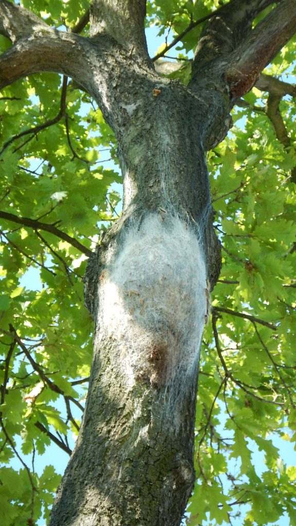 Monitoring eikenprocessierups 4defase nest