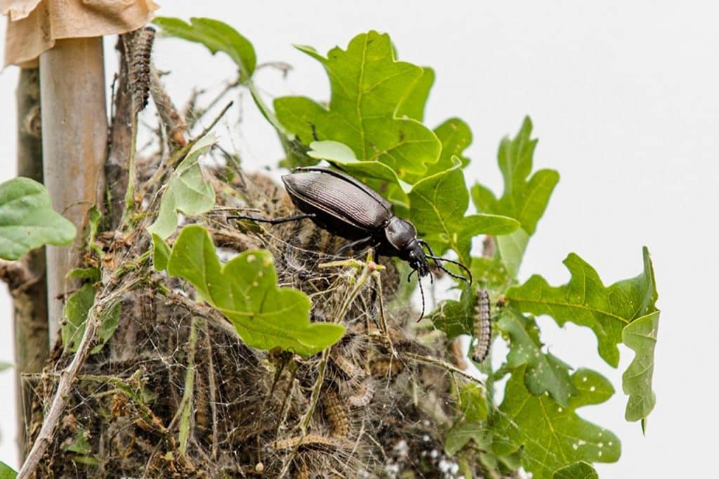 Grote poppenrover, LIFE Eikenprocessierups, provincie Antwerpen, biodiversiteit