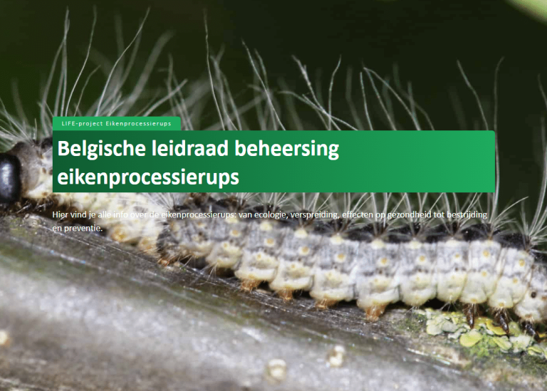Nieuwe ‘Belgische leidraad beheersing eikenprocessierups’