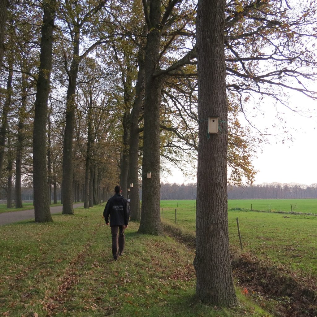 Nest boxes in a row of oak trees