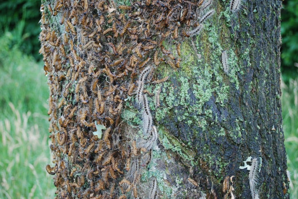 Oak processionary caterpillars - toxic hairs