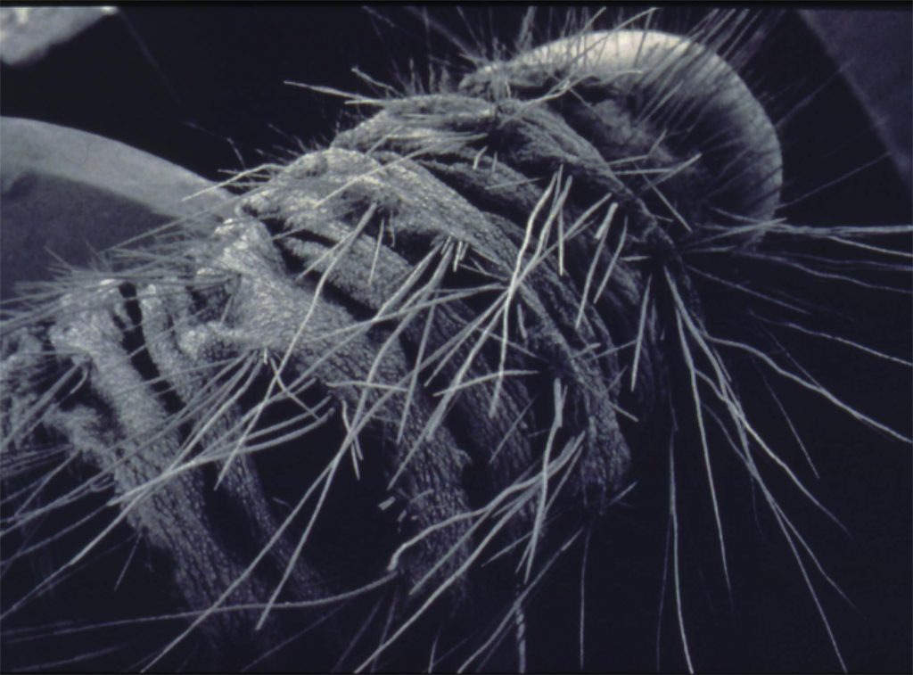 Gezondheid - brandharen eikenprocessierups