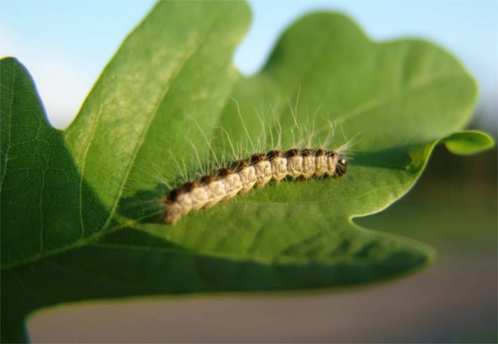 Oak processionary caterpillar on oak leaf - Thaumetopoea processionea