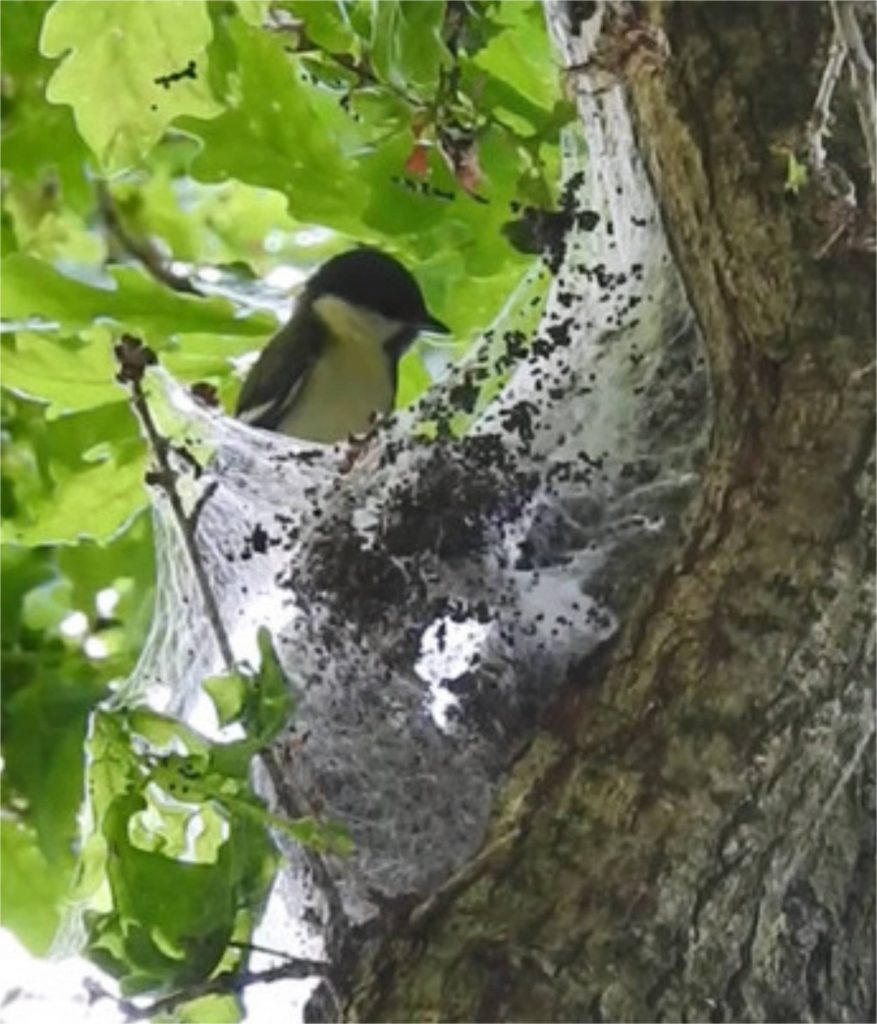 3 ecologische technieken - Koolmees eikenprocessierups boom - Great tit oak processionary tree