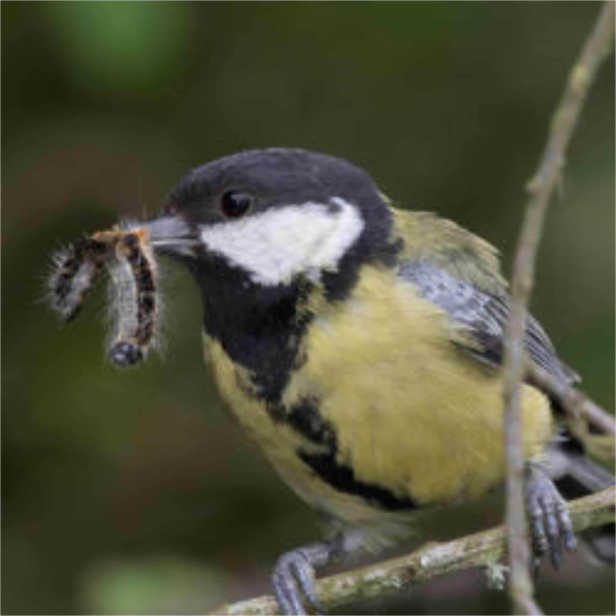 Great tit with oak processionary caterpillar