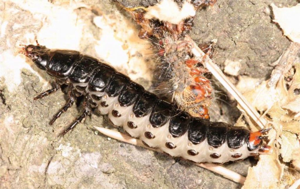 3 ecologische technieken - Larve grote poppenrover - Calosoma sycophanta larva