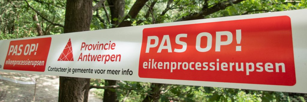 Linten eikenprocessierups