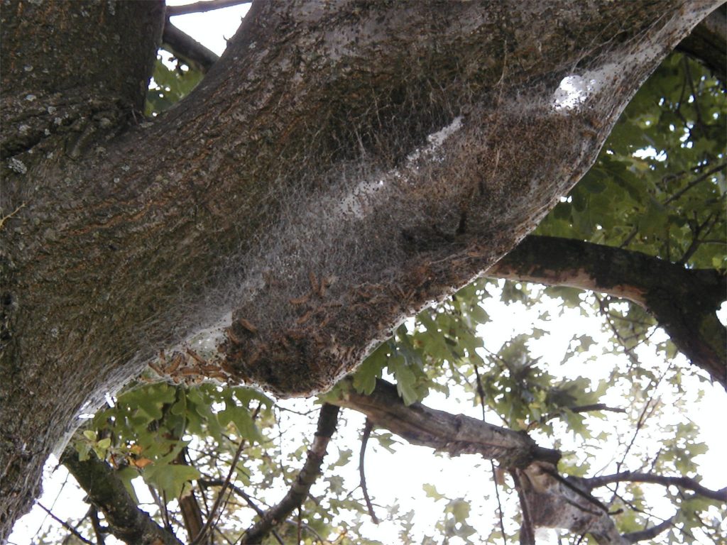 Oak processionary nest