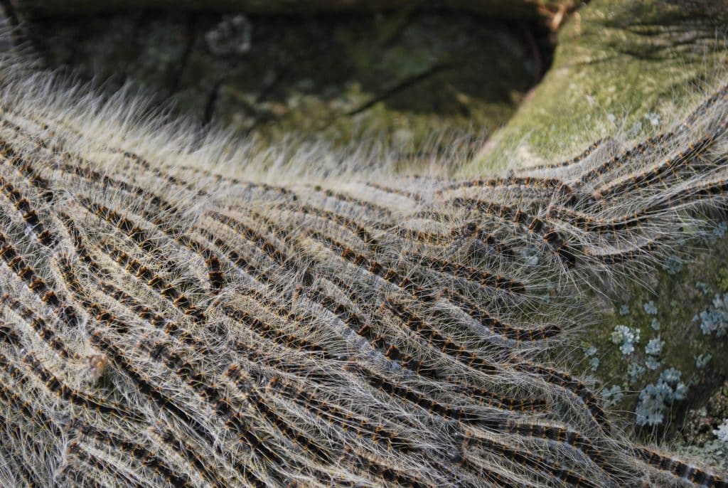 Eikenprocessierups 4e fase