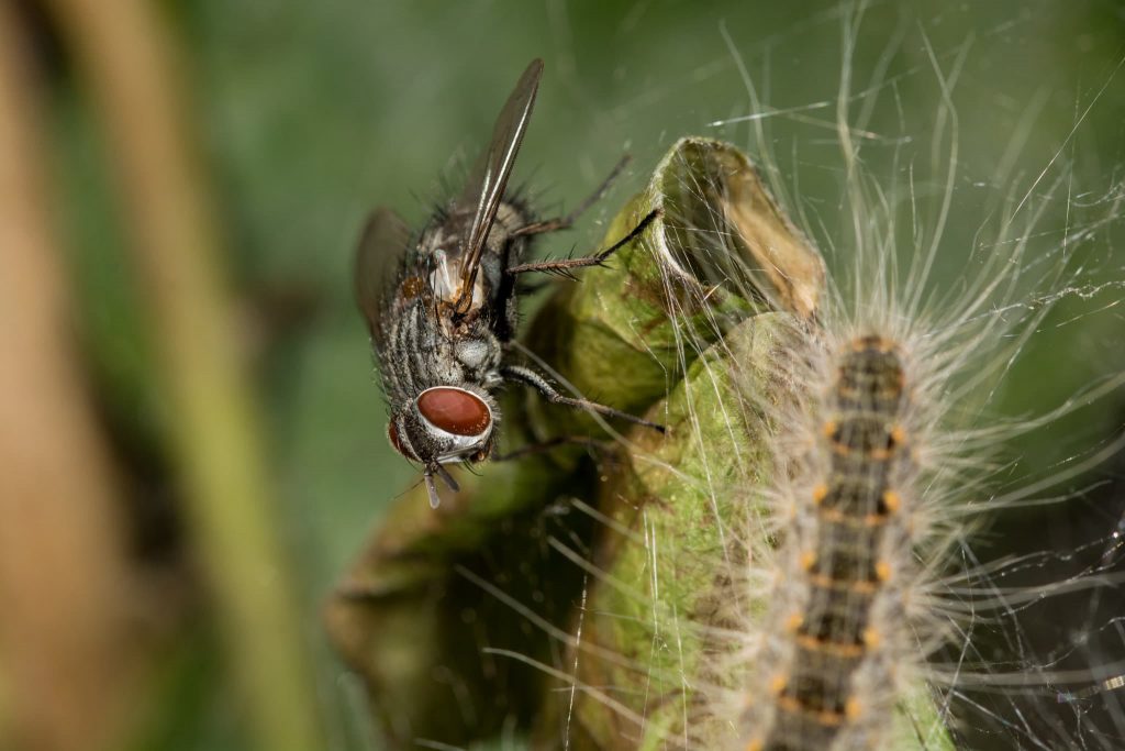 Parasitic fly Carcelia iliaca with oak processionary caterpillar